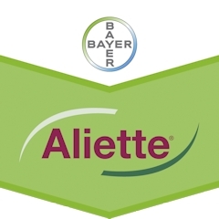 ALIETTE