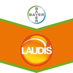 LAUDIS